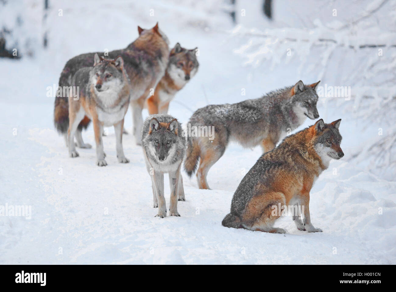 Le loup gris d'Europe (Canis lupus lupus), paquet de loups dans la neige, l'Allemagne, la Bavière, le parc national Bayerischer Wald Banque D'Images