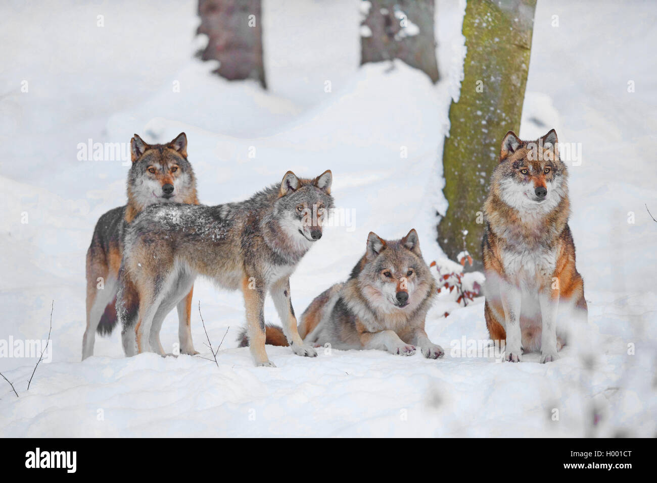 Le loup gris d'Europe (Canis lupus lupus), paquet de loups dans la neige, l'Allemagne, la Bavière, le parc national Bayerischer Wald Banque D'Images