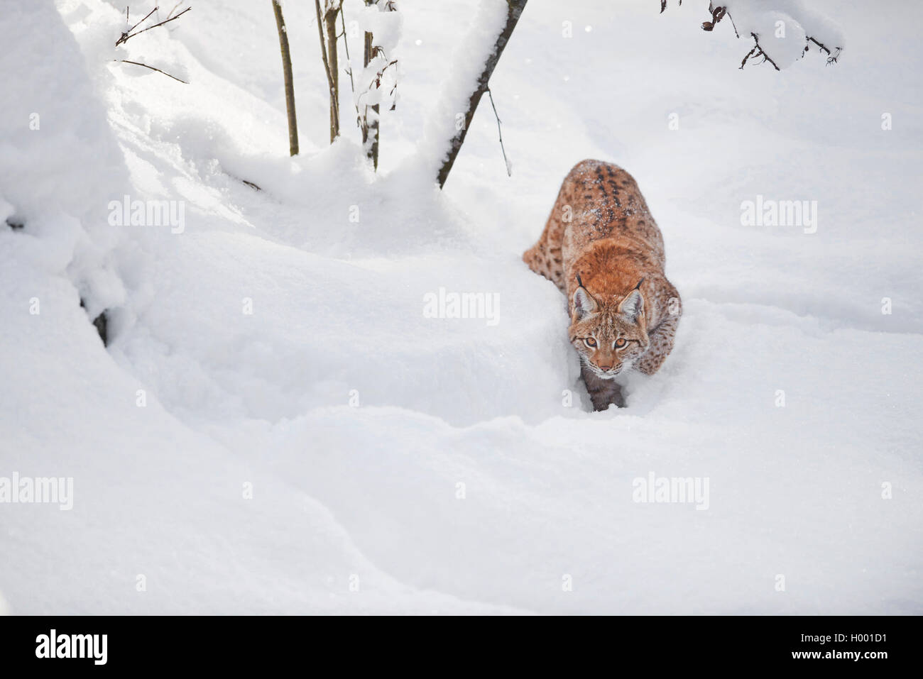 Carpates du lynx (Lynx lynx carpathicus), marcher dans la neige, vue de face, l'Allemagne, la Bavière, le parc national Bayerischer Wald Banque D'Images