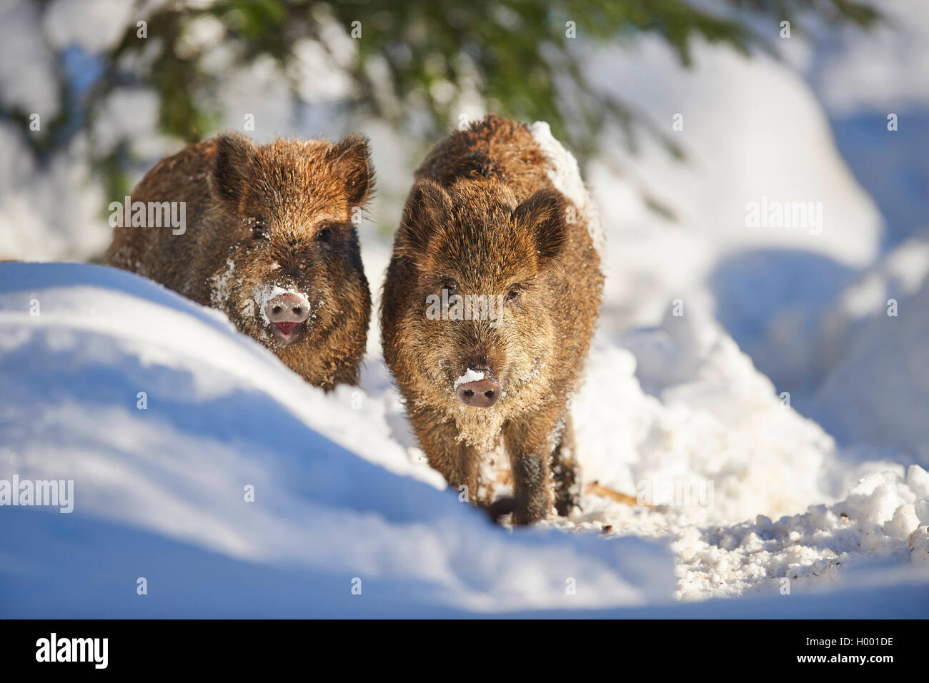 Le sanglier, le porc, le sanglier (Sus scrofa), en hiver, la forêt de Bavière, Allemagne, le parc national Bayerischer Wald Banque D'Images