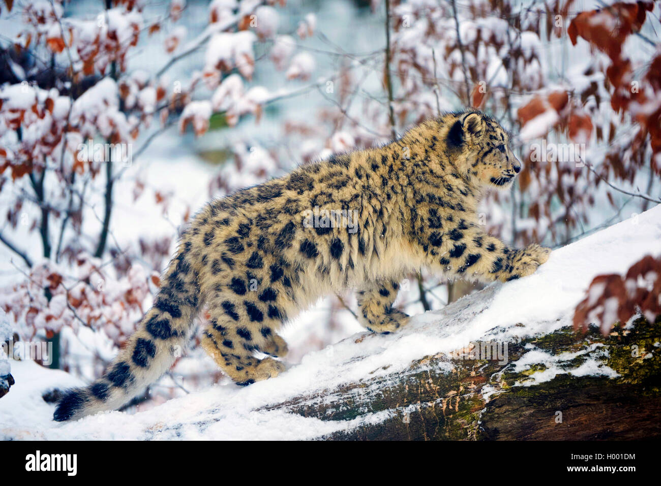 Léopard des neiges (Uncia uncia, Panthera uncia), jeune animal dans la neige Banque D'Images