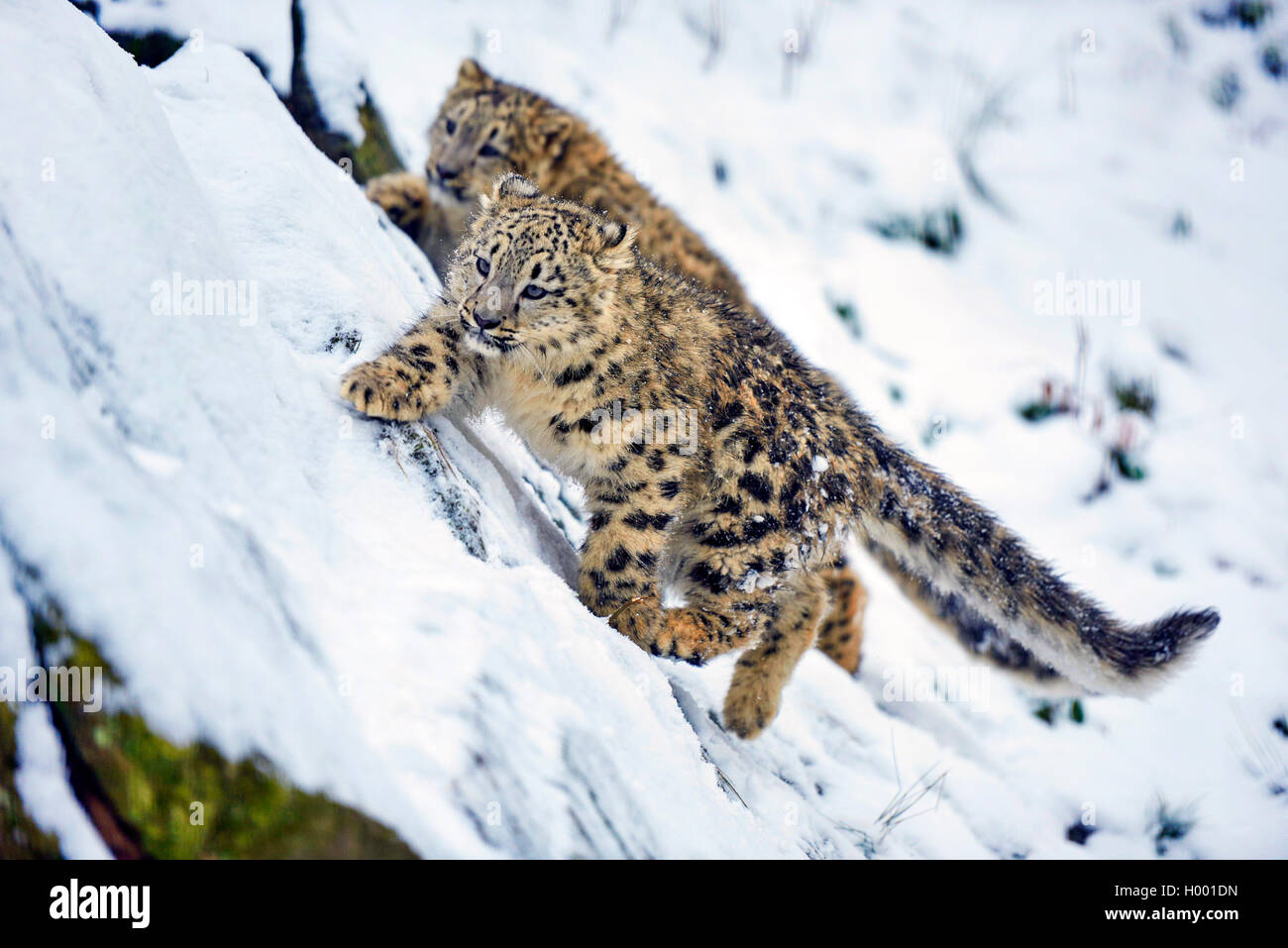 Léopard des neiges (Uncia uncia, Panthera uncia), deux jeunes animaux dans la neige Banque D'Images