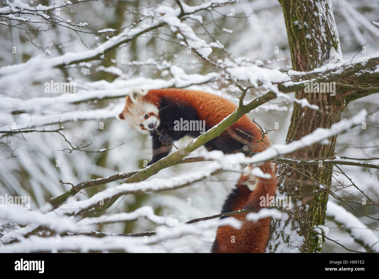 Petit panda, le panda rouge (Ailurus fulgens), sur un arbre enneigée en hiver Banque D'Images
