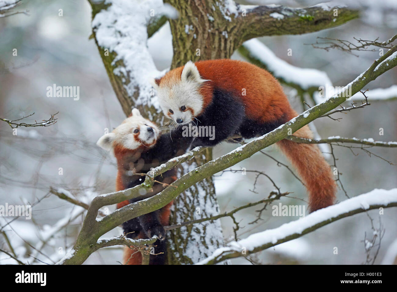 Petit panda, le panda rouge (Ailurus fulgens), couple sur un arbre en hiver Banque D'Images