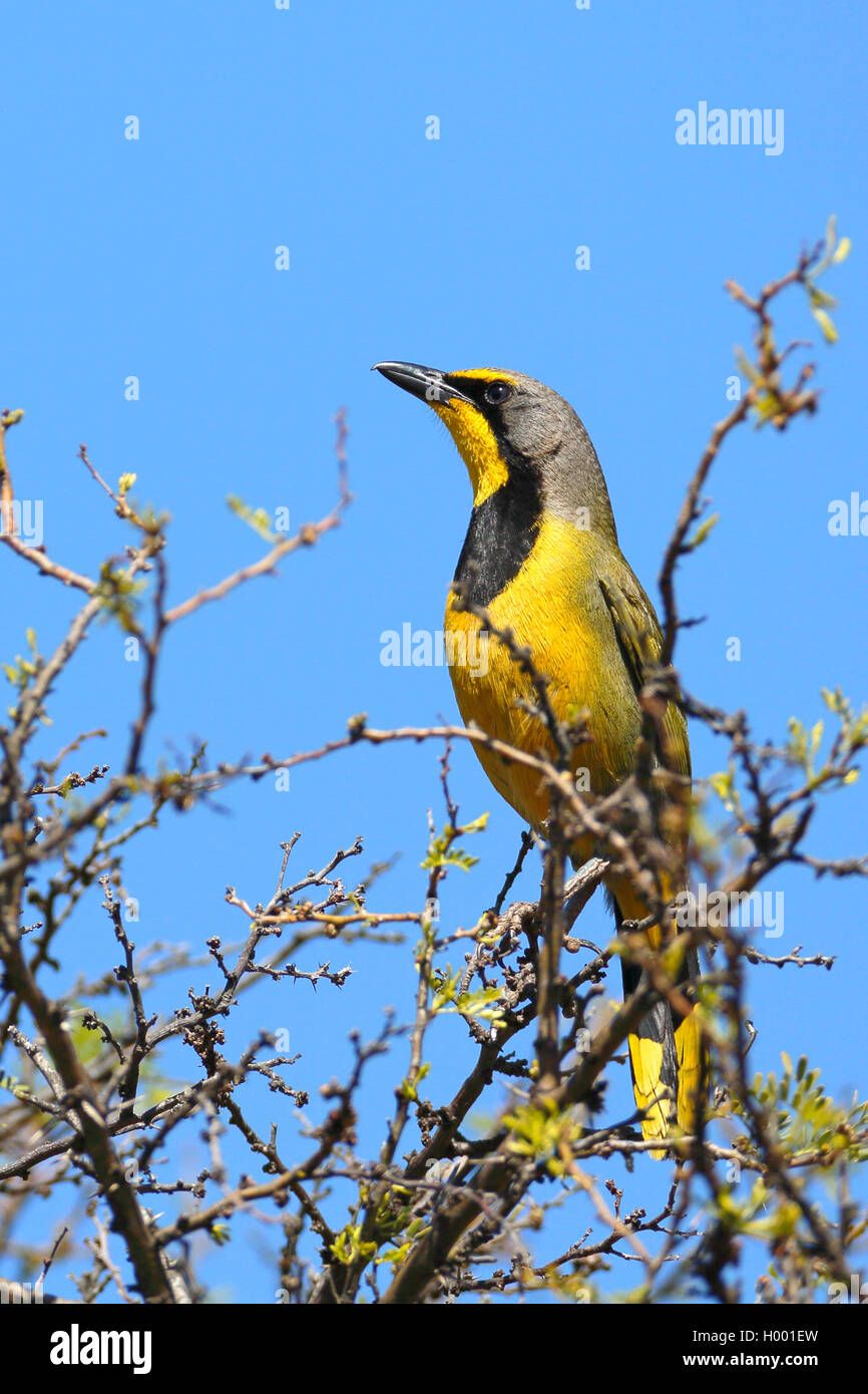 (Telophorus zeylonus bokmakierie migratrice), se trouve au sommet d'un arbre, Afrique du Sud, Western Cape Banque D'Images