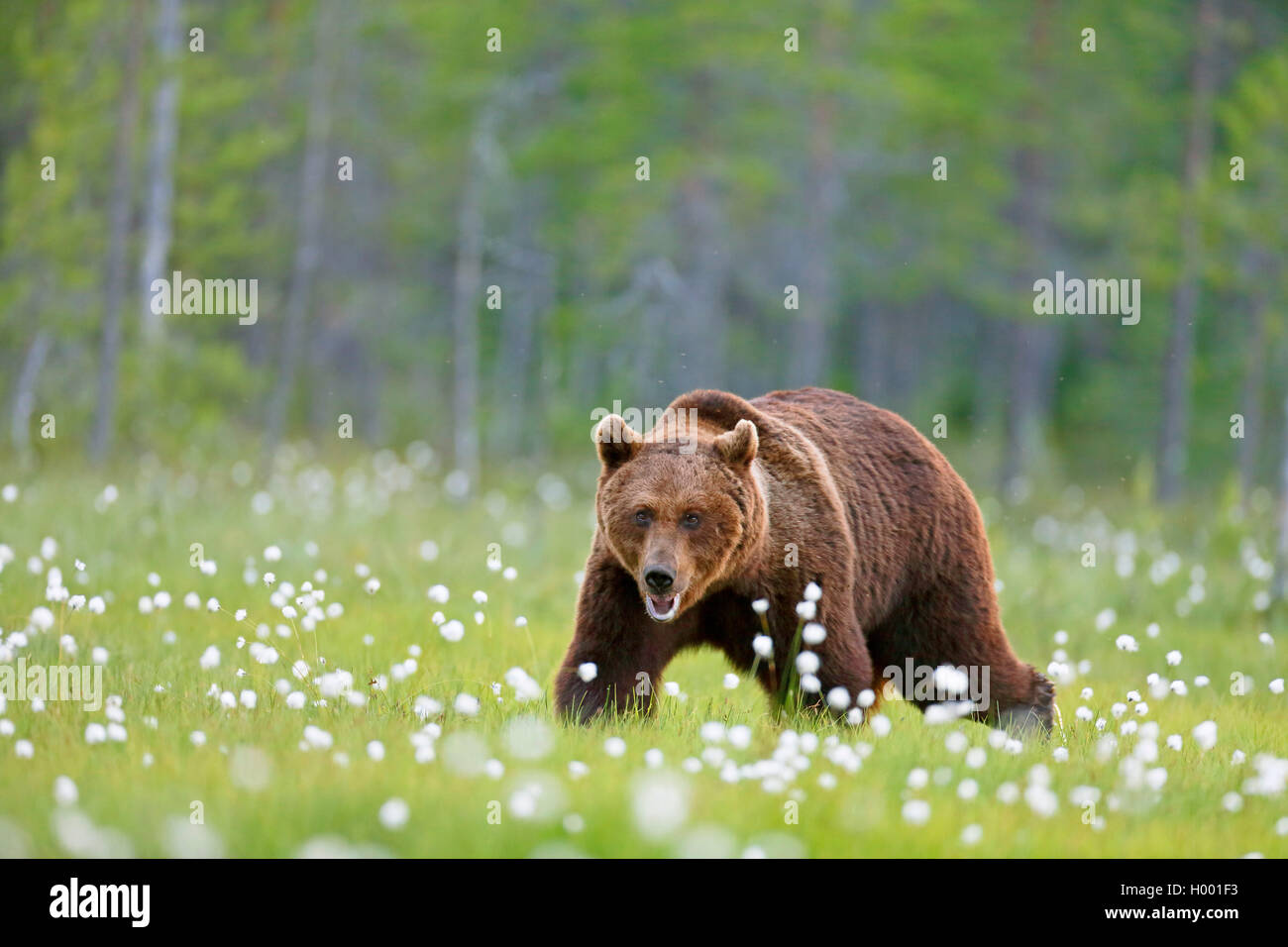 L'ours brun (Ursus arctos arctos), promenades dans une tourbière, Finlande, Vartius Banque D'Images