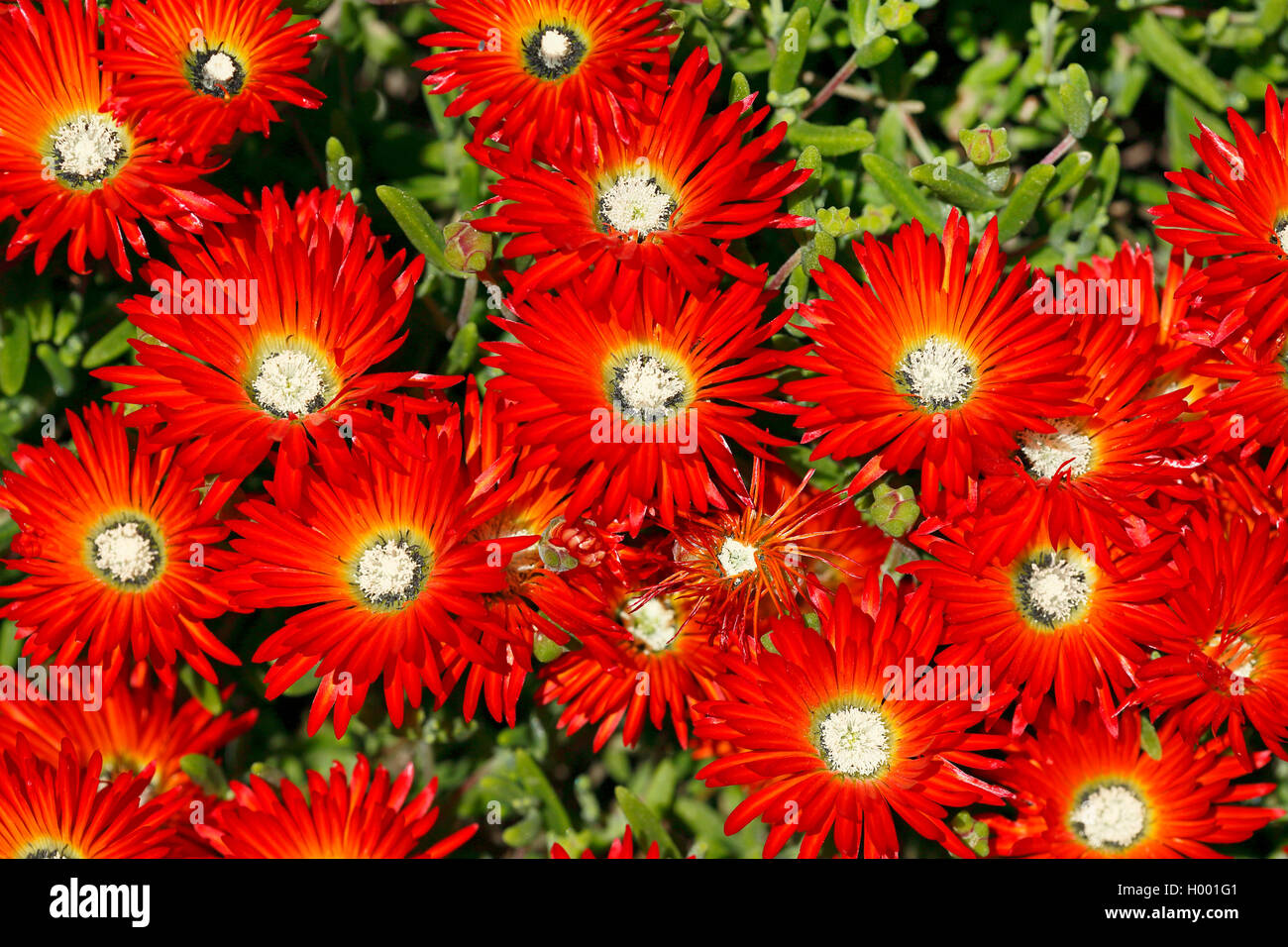 Iceplant (Drosanthemum speciosum), la floraison, Afrique du Sud, Western Cape Banque D'Images