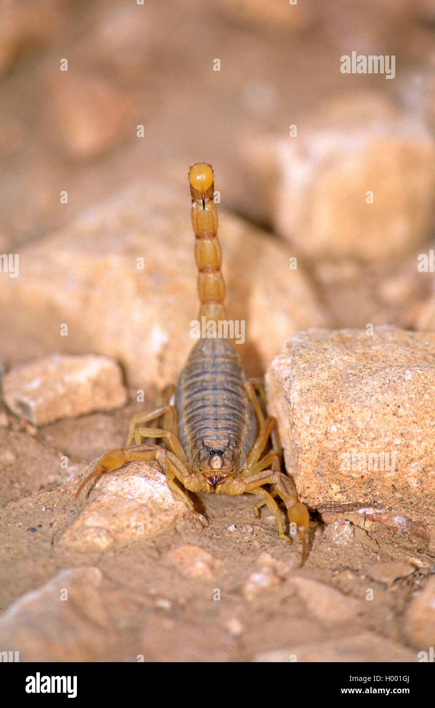 (Scorpion Scorpion Buthus occitans), avec l'abdomen, de l'Espagne, l'Estrémadure Banque D'Images