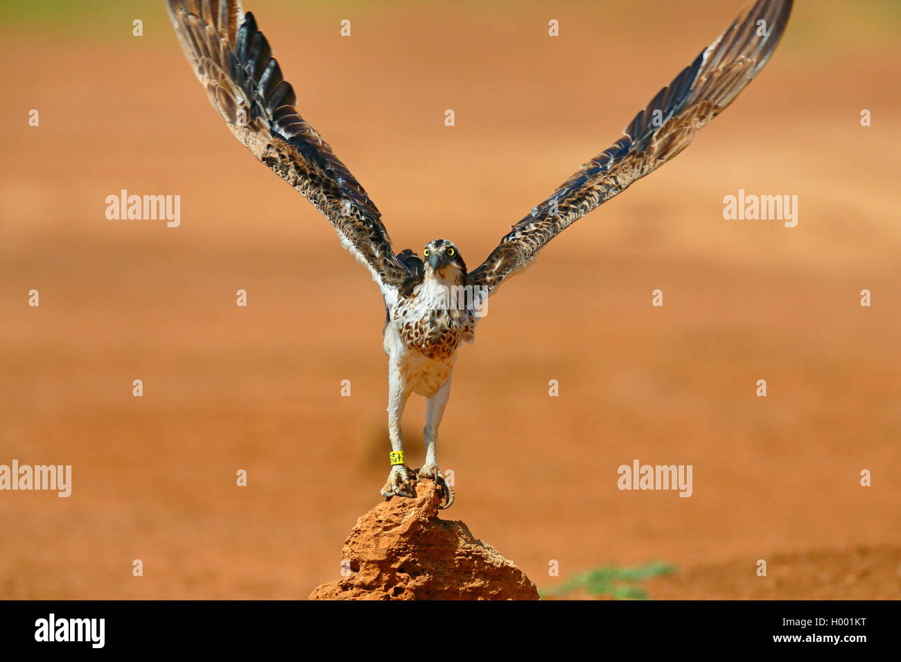 Osprey, le poisson hawk (Pandion haliaetus), s'envoler, Cap Vert, Boa Vista Banque D'Images