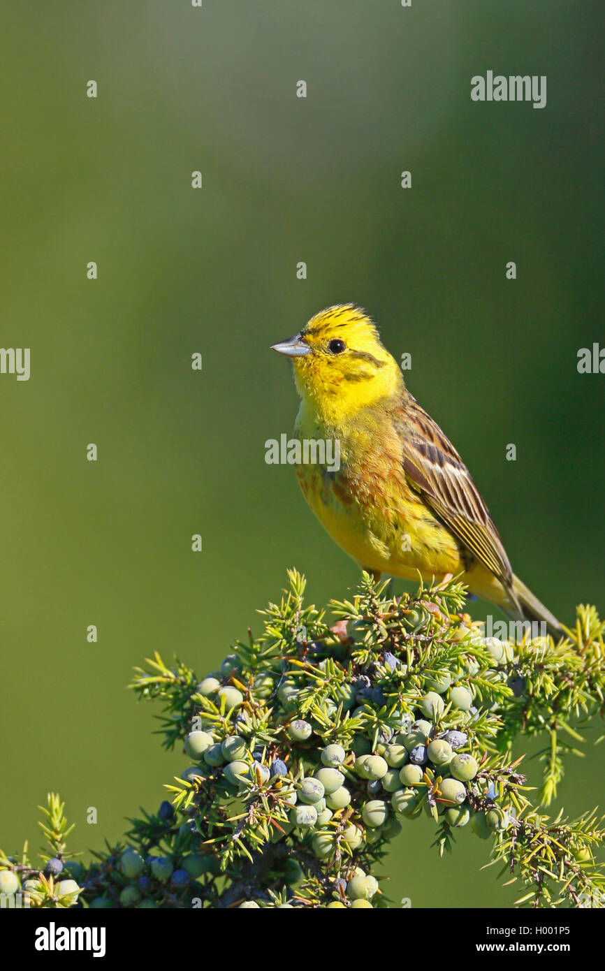 Yellowhammer (Emberiza citrinella), homme assis sur un genévrier, vue de côté, la Suède, l'Oeland Banque D'Images