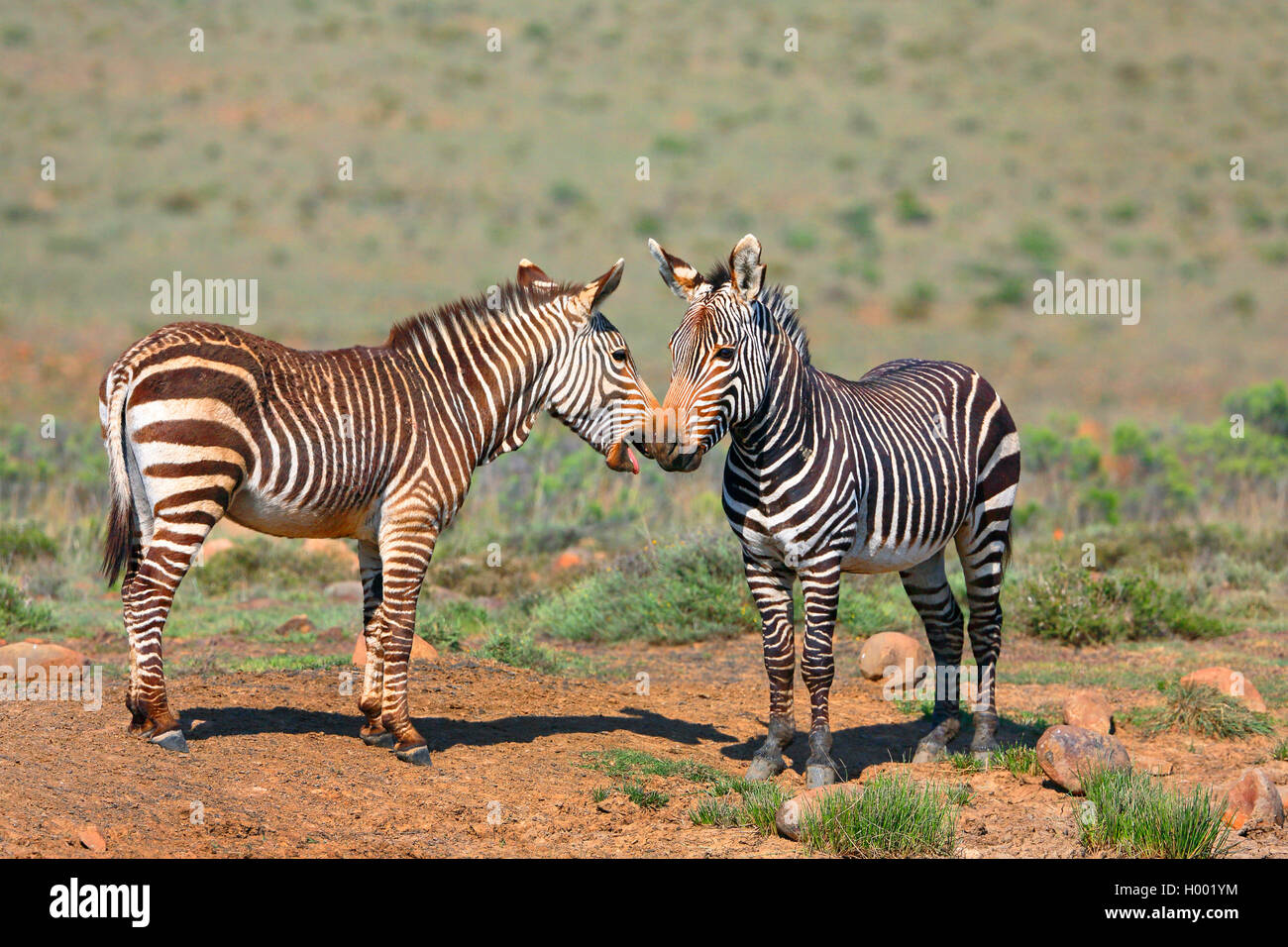 Zèbre de montagne du cap, zèbre de montagne (Equus zebra zebra), le comportement social de deux zèbres, Afrique du Sud, Eastern Cape, Mountain Zebra National Park Banque D'Images