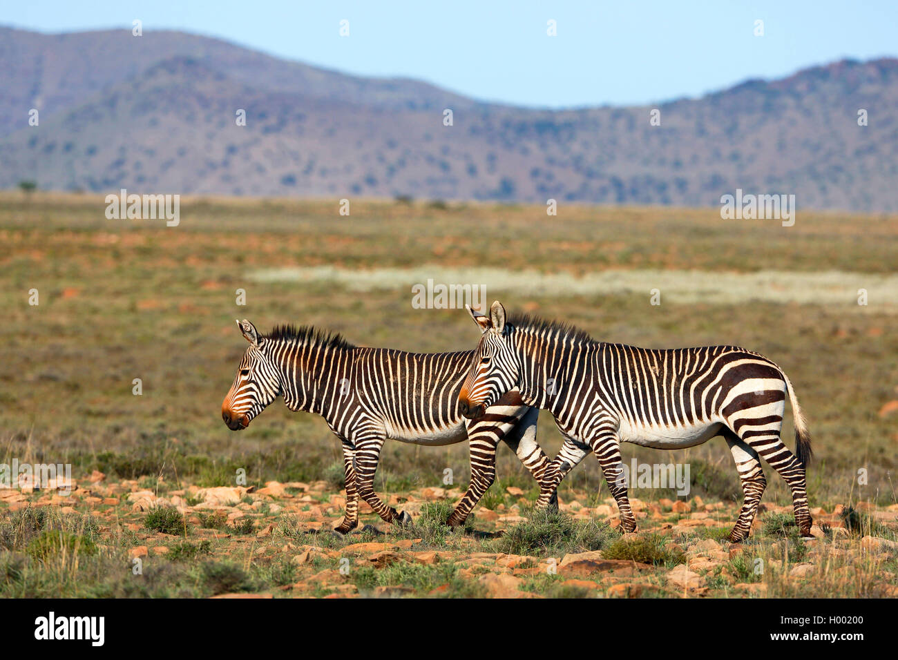 Zèbre de montagne du cap, zèbre de montagne (Equus zebra zebra), paire promenades dans la savane, l'Afrique du Sud, Eastern Cape, Mountain Zebra National Park Banque D'Images