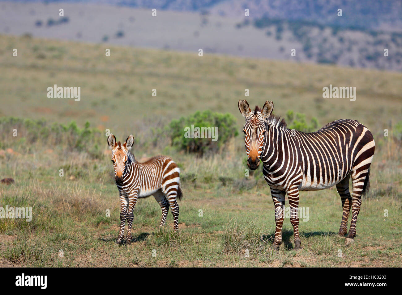Zèbre de montagne du cap, zèbre de montagne (Equus zebra zebra), femme avec un poulain se trouve dans la savane, Afrique du Sud, Eastern Cape, Mountain Zebra National Park Banque D'Images