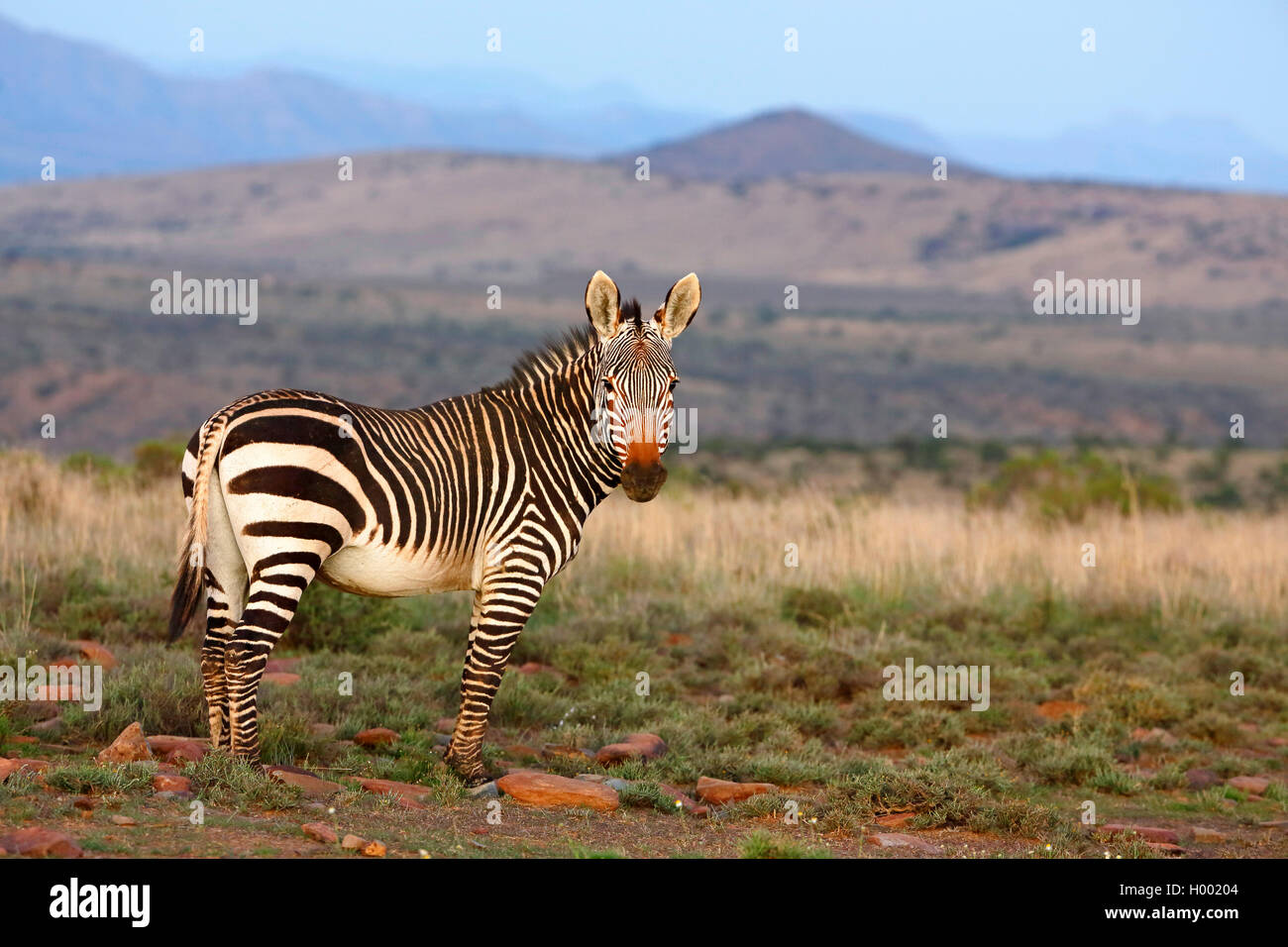 Zèbre de montagne du cap, zèbre de montagne (Equus zebra zebra), se trouve dans la savane, Afrique du Sud, Eastern Cape, Mountain Zebra National Park Banque D'Images