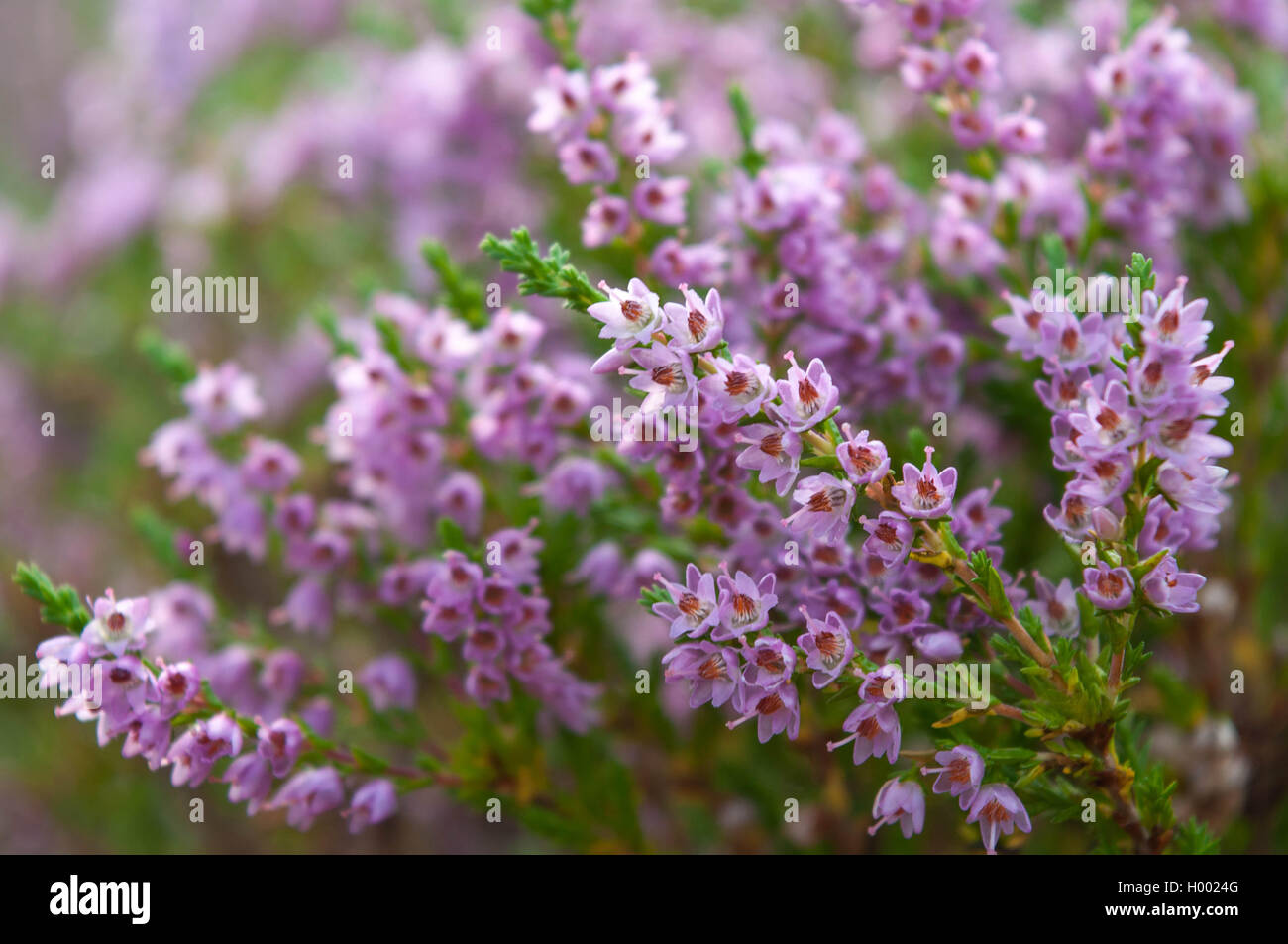 Heather fleurs oranger en août Banque D'Images