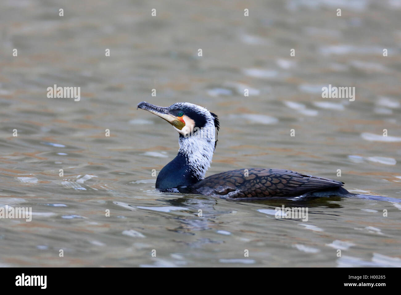 Chinese grand cormoran (Phalacrocorax carbo sinensis, Phalacrocorax sinensis), piscine, vue côté plumage nuptial, Pays-Bas, Frise Banque D'Images