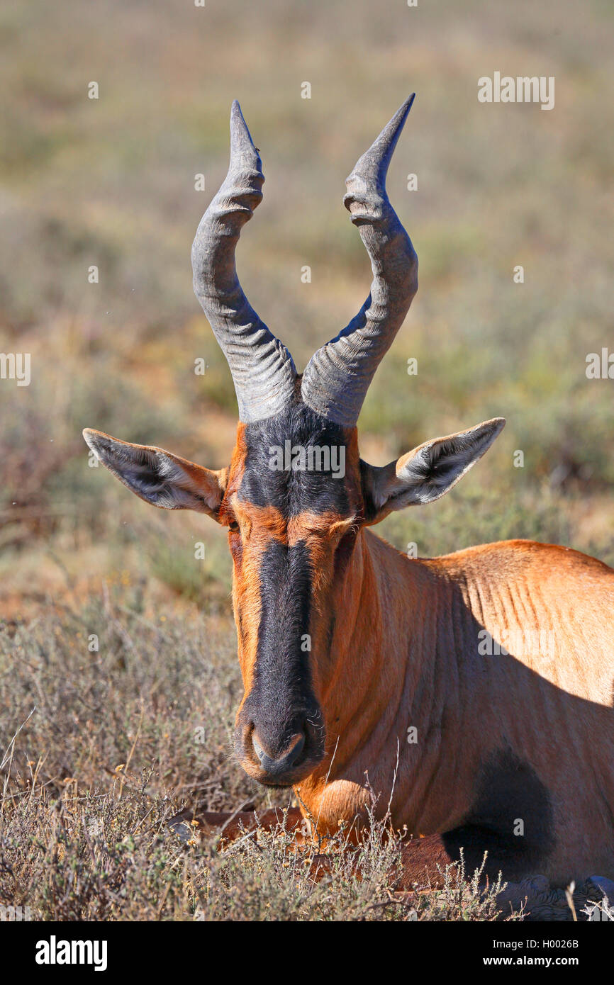 Bubale rouge, cape rouge (Alcelaphus buselaphus bubale caama), Portrait d'un homme assis sur le sol, l'Afrique du Sud, Eastern Cape, Mountain Zebra National Park Banque D'Images
