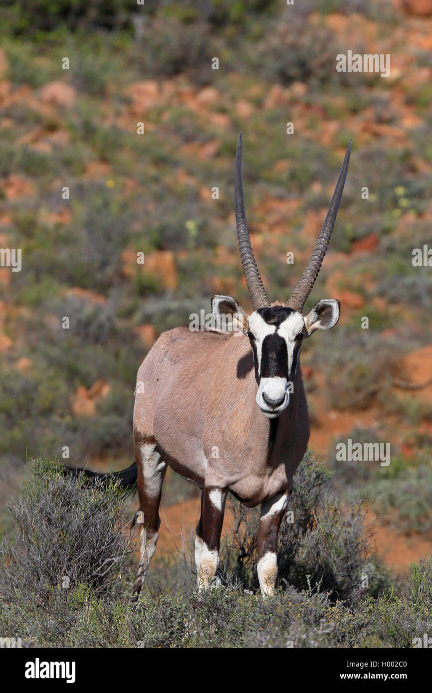 Suedafrikanischer Oryxantilope Spiessbock, Oryx, (Oryx gazella), steht in Suedafrika, Savanne, Westkap, Karoo Nationalpark | bijou Banque D'Images