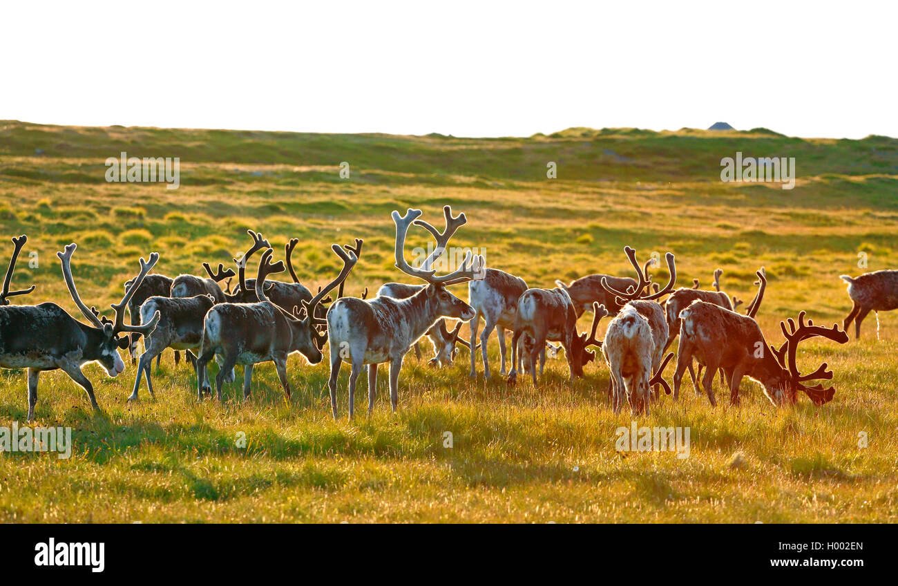 Renne européen, le caribou (Rangifer tarandus tarandus), le pâturage troupeau de rennes, la Norvège, l'île de Varanger Banque D'Images