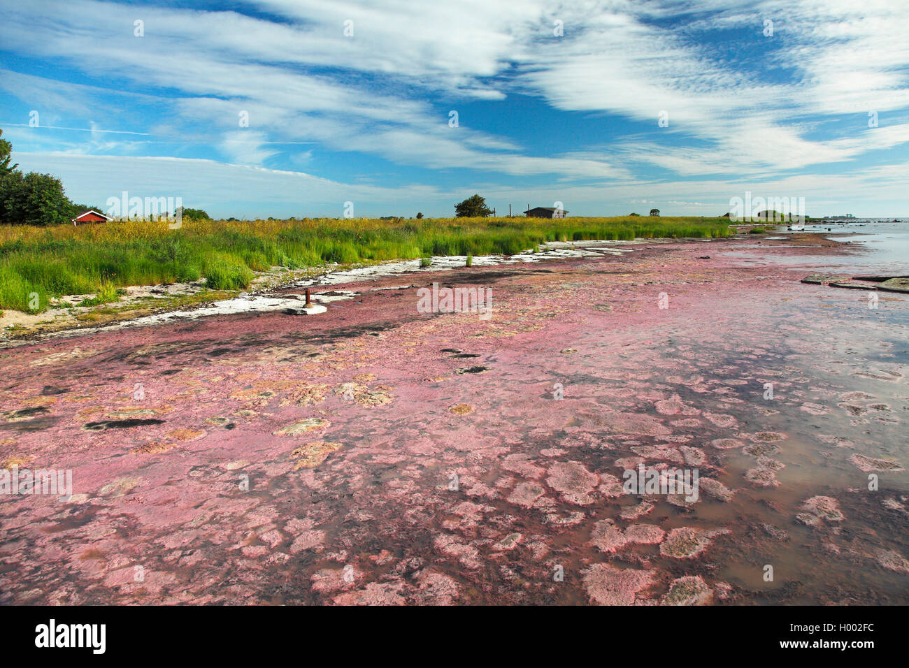 La floraison des algues rouges à la côte de la mer Baltique, la Suède, l'Oeland, Torngard Banque D'Images