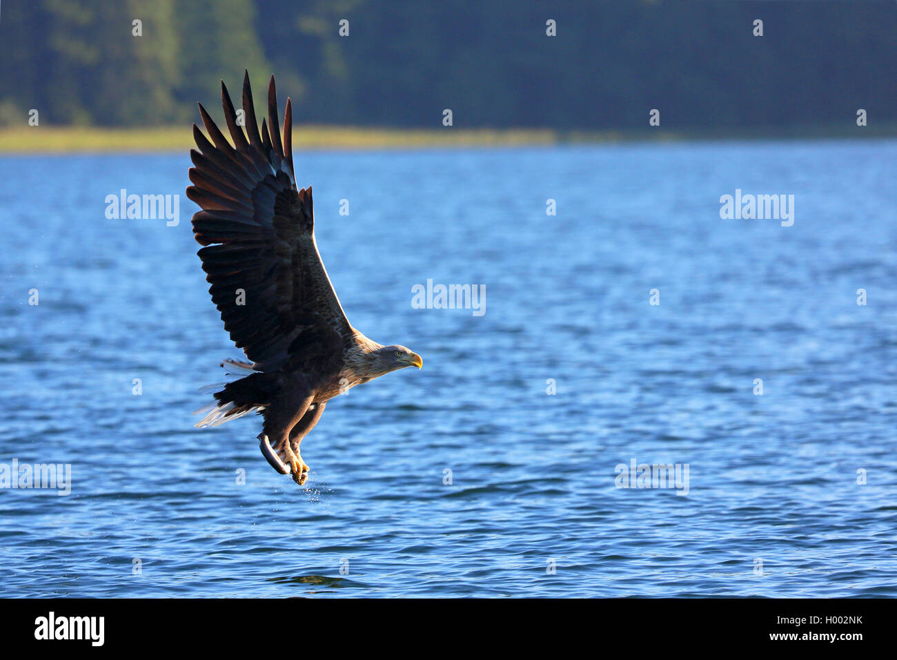 Pygargue à queue blanche (Haliaeetus albicilla), voler avec un poisson dans les griffes, vue de côté, l'Allemagne, de Mecklembourg-Poméranie occidentale, Luzinsee Banque D'Images