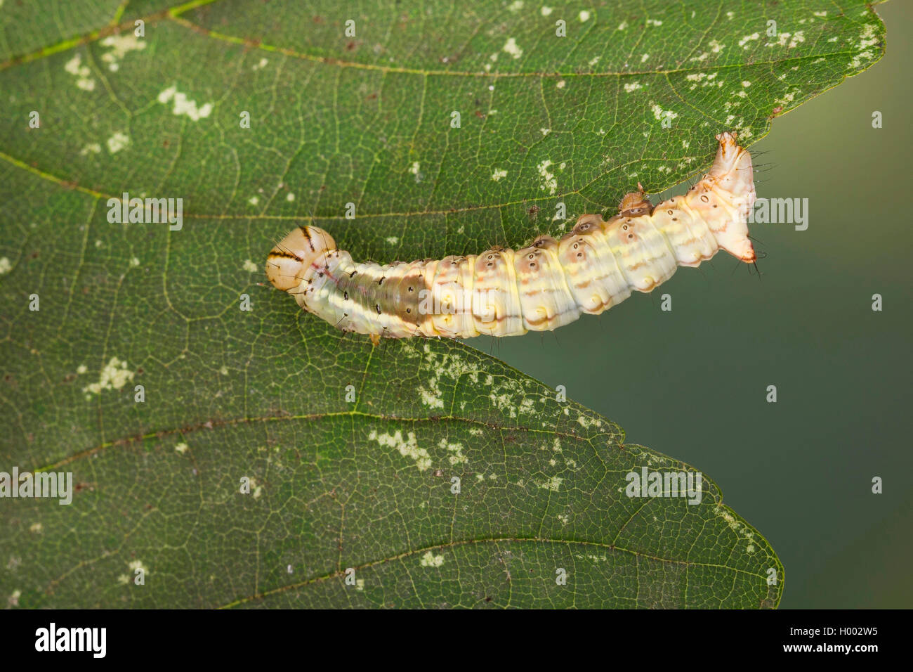 En vue de l'érable (Ptilodon cucullina cucullina Lophopteryx Ptilodontella, cuculla), Caterpillar, sur une feuille, Allemagne Banque D'Images