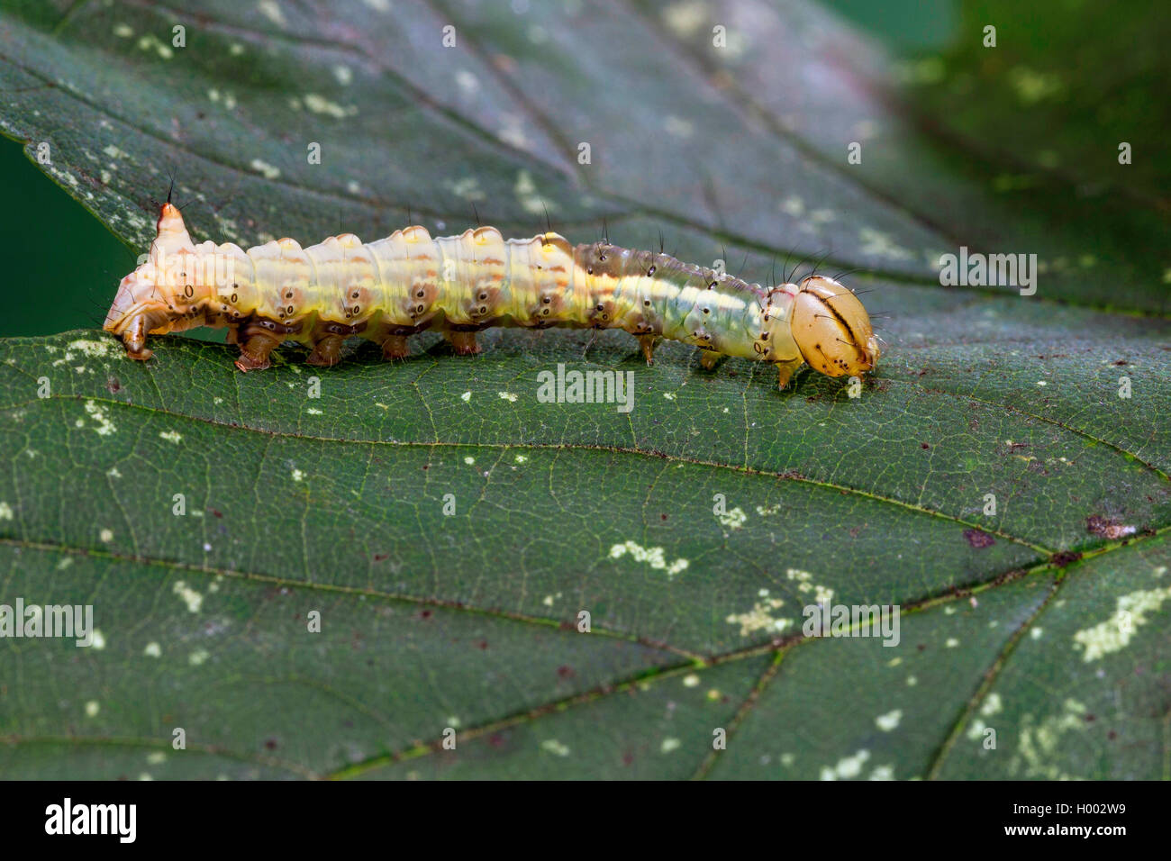 En vue de l'érable (Ptilodon cucullina cucullina Lophopteryx Ptilodontella, cuculla), Caterpillar, sur une feuille, Allemagne Banque D'Images