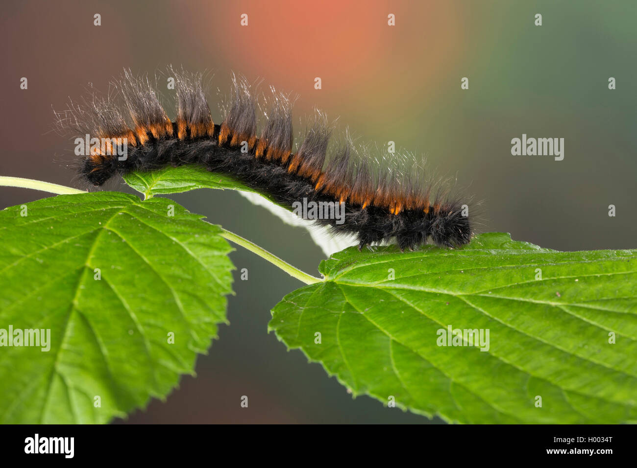 Fox Moth (Macrothylacia rubi), jeune chenille sur une feuille, Allemagne Banque D'Images