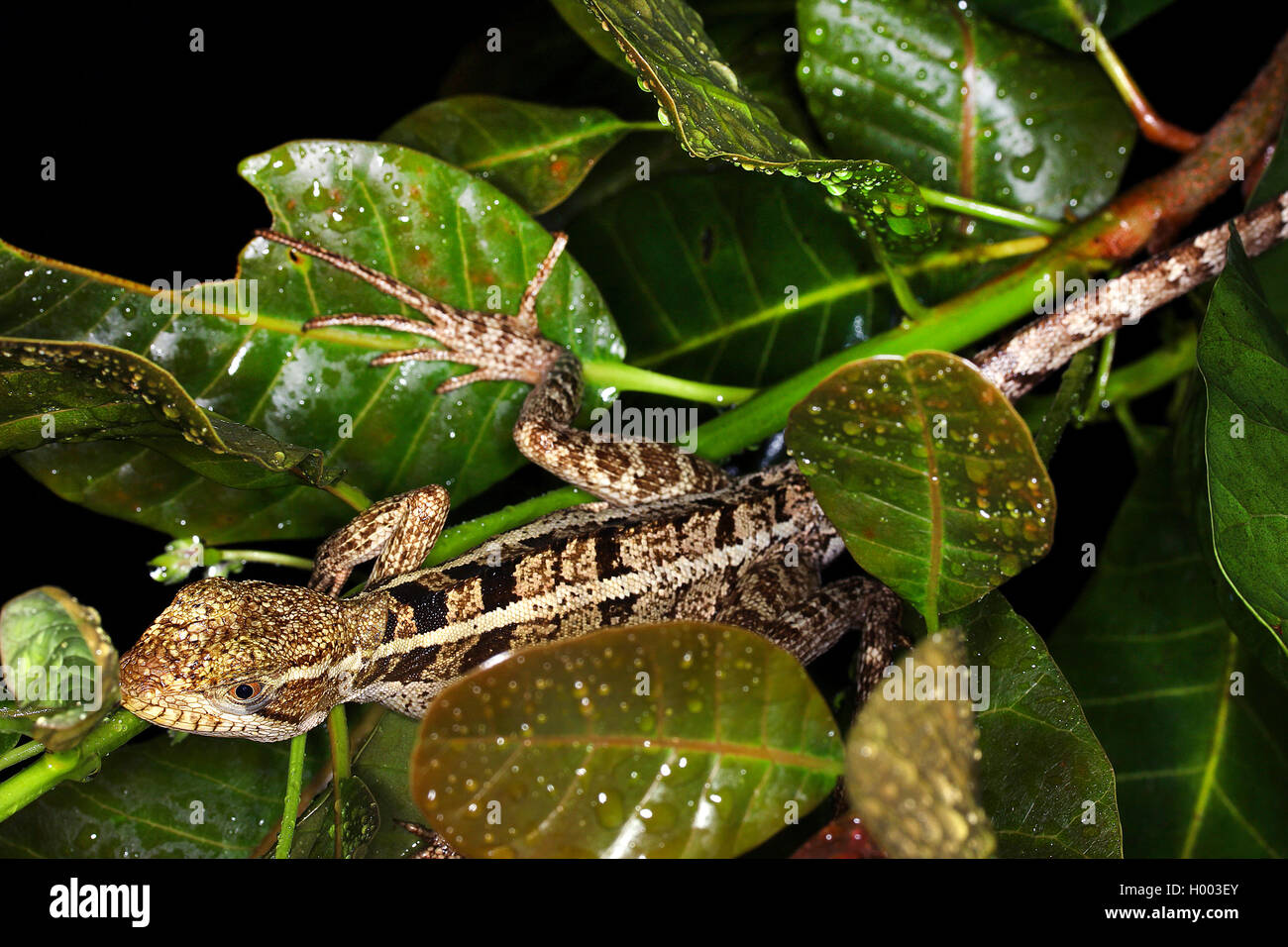 Brown, basilisk Basilisk à rayures jaune à rayures, de basilic, Jésus Christ (Lézard Basiliscus vittatus), femme, Costa Rica Banque D'Images