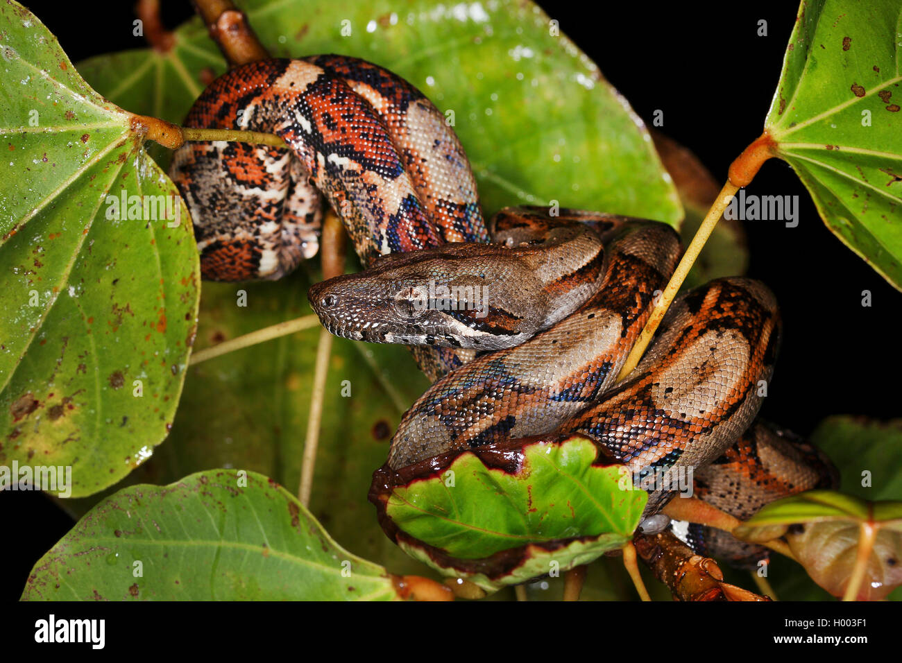 Red-tailed Boa constrictor (Boa), enroulé autour d'une plante, le Costa Rica Banque D'Images