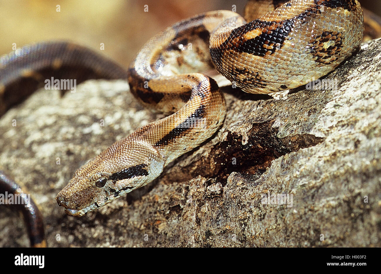 Red-tailed Boa constrictor (Boa), Portrait, Costa Rica Banque D'Images