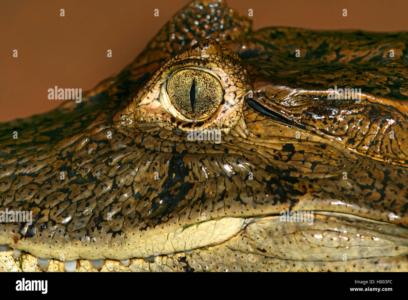 Caïman à lunettes (Caiman crocodilus), Portrait, détail, Costa Rica Banque D'Images