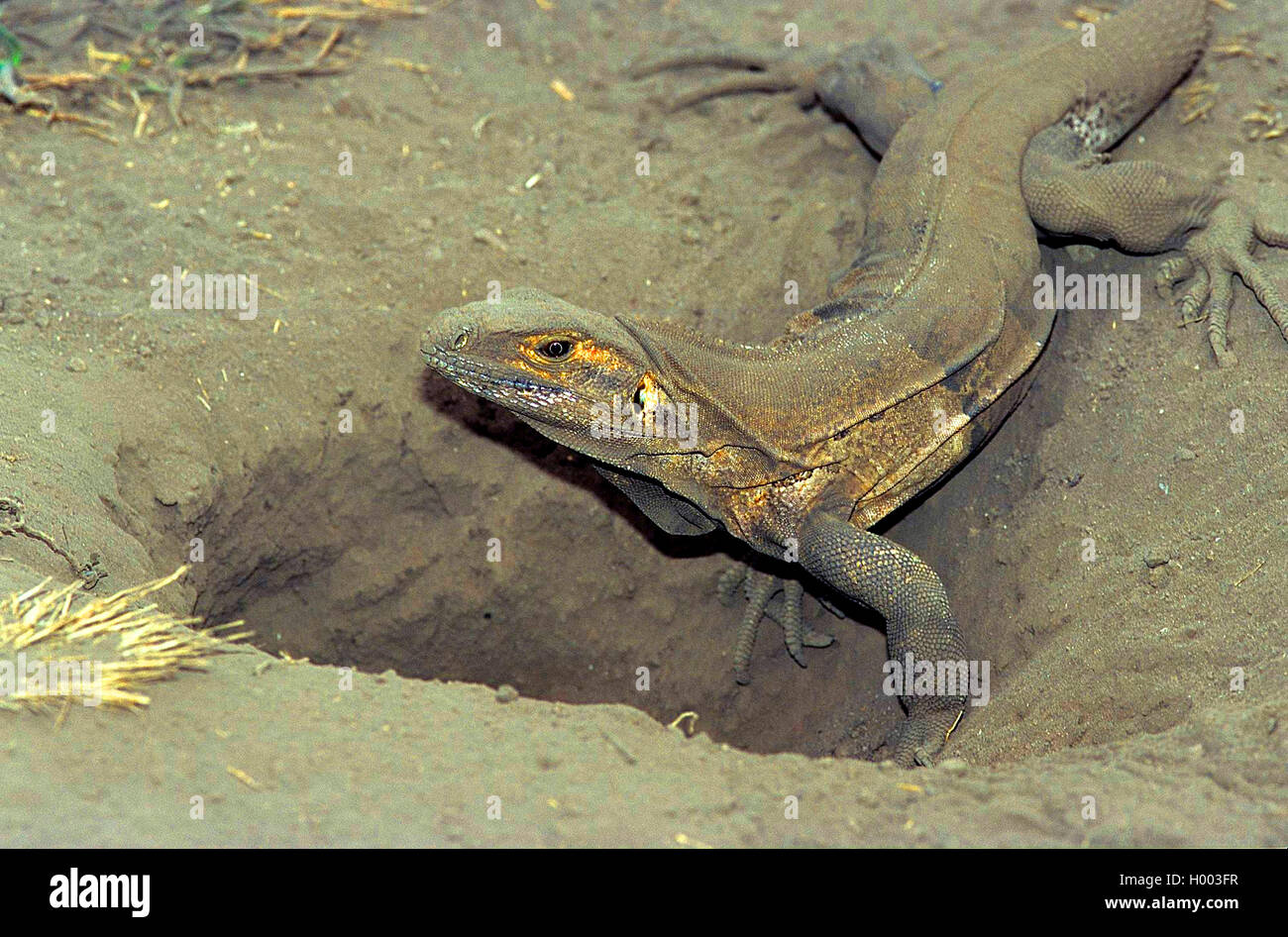 Queue Club iguane, cinq-keeled'iguane (Ctenosaura quinquecarinata), diggs un terrier dans le sable, Costa Rica Banque D'Images