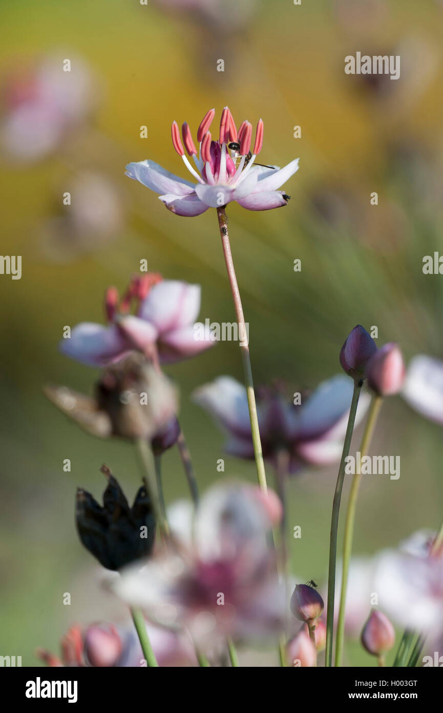 Le butome à ombelle, herbe ombelle (Butomus umbellatus), fleur, Allemagne Banque D'Images