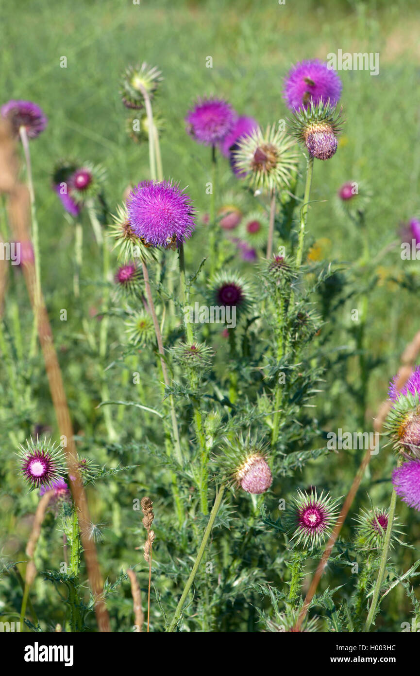 Le musc chardon, chardon penché (Carduus nutans), blooming, Allemagne Banque D'Images