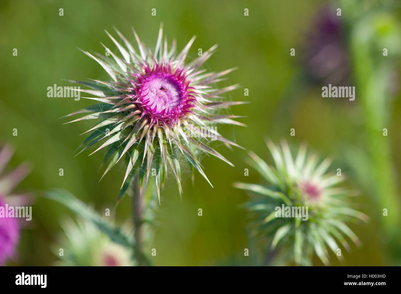 Le musc chardon, chardon penché (Carduus nutans), en bouton, Allemagne Banque D'Images