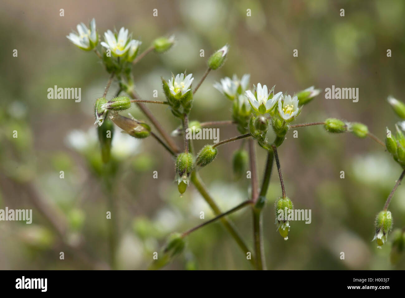 Remonter le mouron des oiseaux (Cerastium glutinosum), blooming, Allemagne Banque D'Images