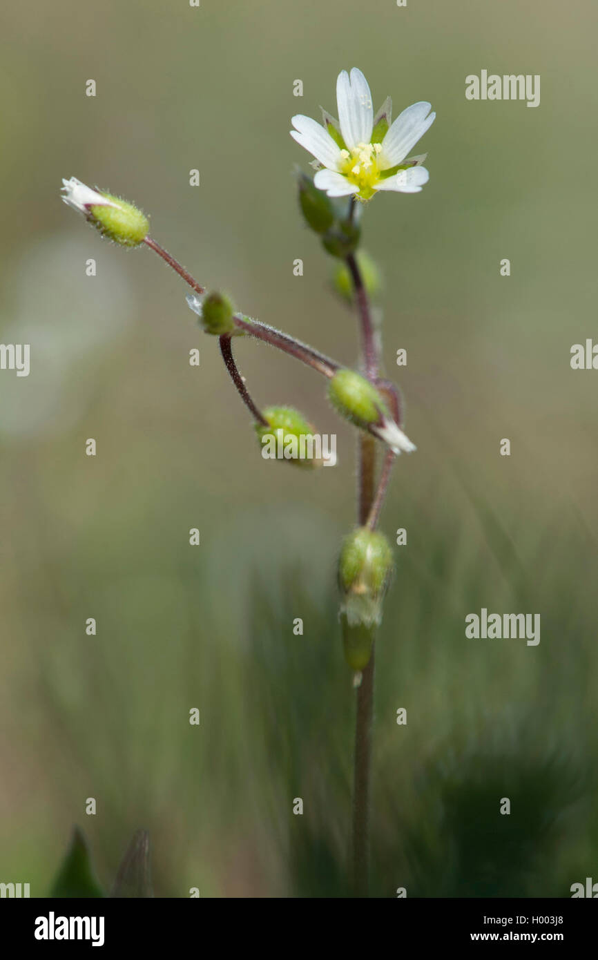 Remonter le mouron des oiseaux (Cerastium glutinosum), blooming, Allemagne Banque D'Images