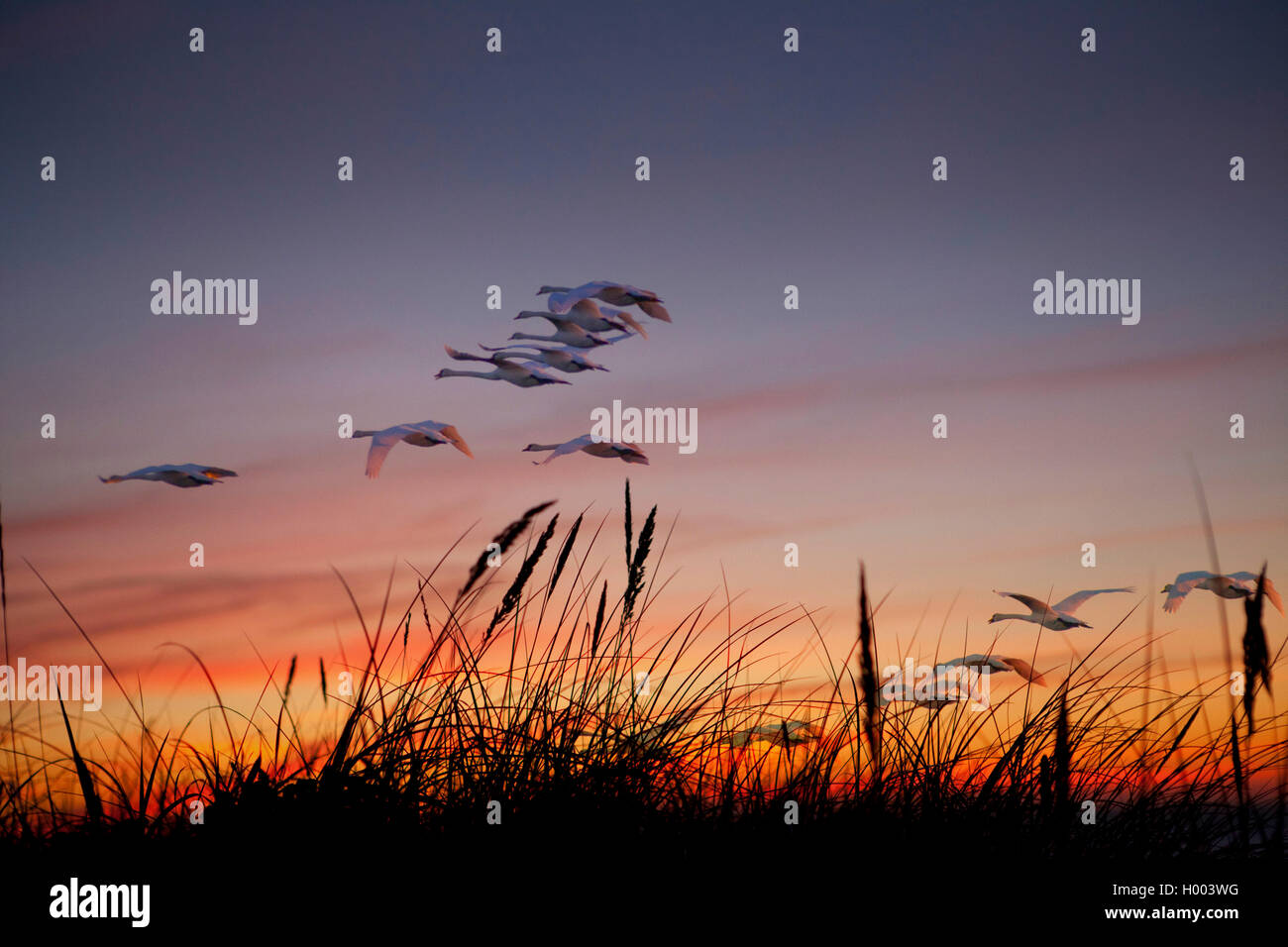 Mute swan (Cygnus olor), flying flock, Allemagne Banque D'Images