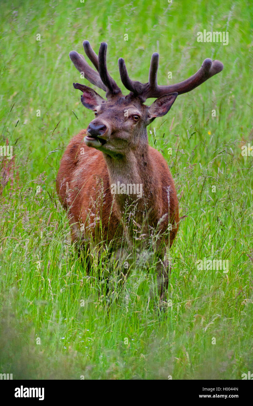 Red Deer (Cervus elaphus), stag dans un pré, Allemagne Banque D'Images