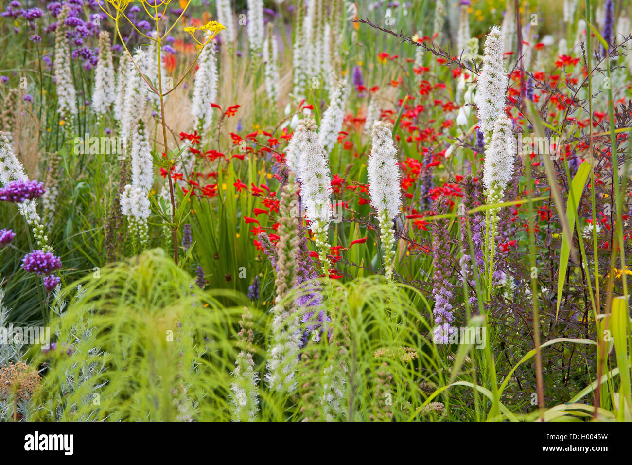 Sanicle de bouton, Liatris, Blazing Star (Liatris spicata), lit de fleur à l'horticulture Landesgartenschau (show) 2015 à Landau, Allemagne, Rhénanie-Palatinat, Landau Banque D'Images