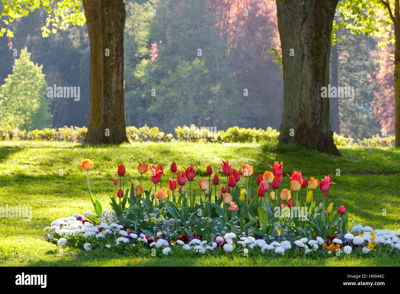 Jardin commun tulip (Tulipa spec.), lit de fleurs avec des tulipes et dasies dans un parc, l'Allemagne, Bade-Wurtemberg, Baden-Baden Banque D'Images