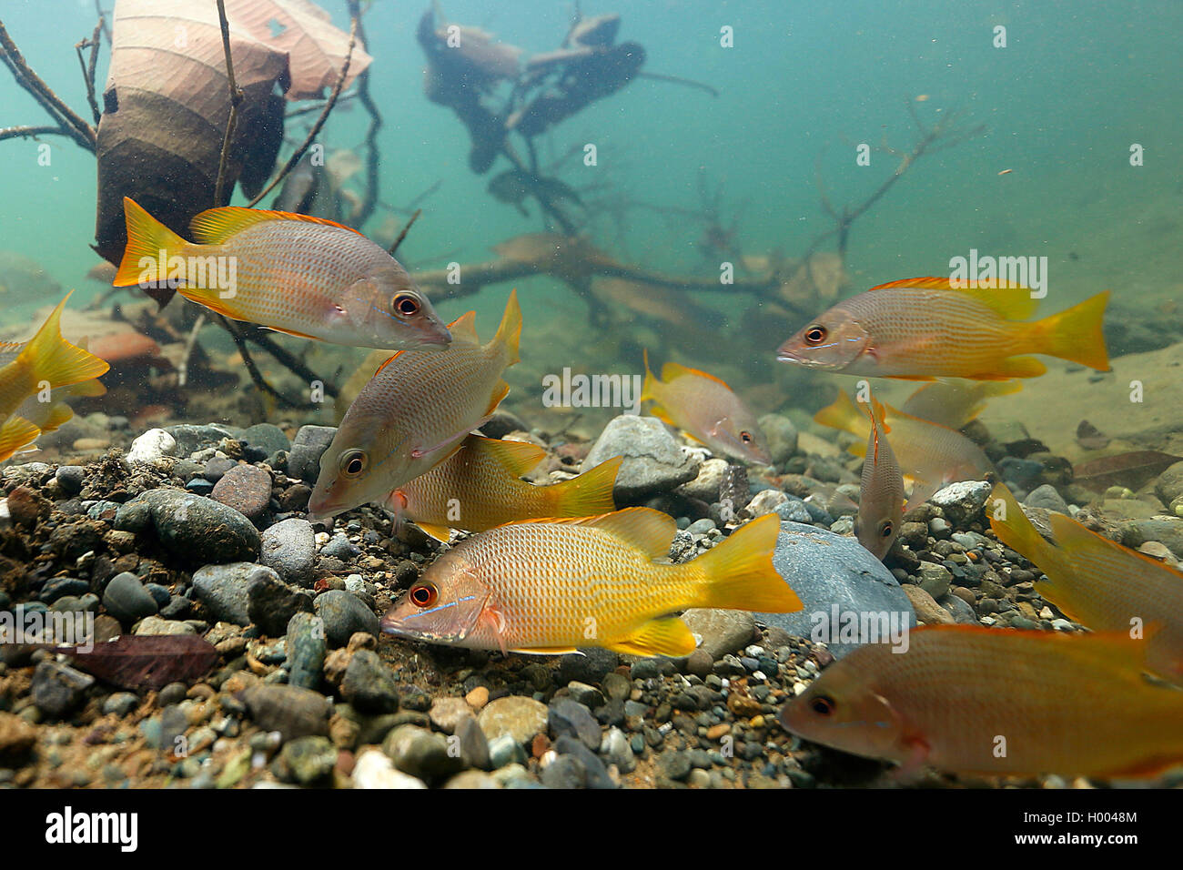 Maître snapper, maître (Lutjanus apodus), l'école, le Costa Rica Banque D'Images