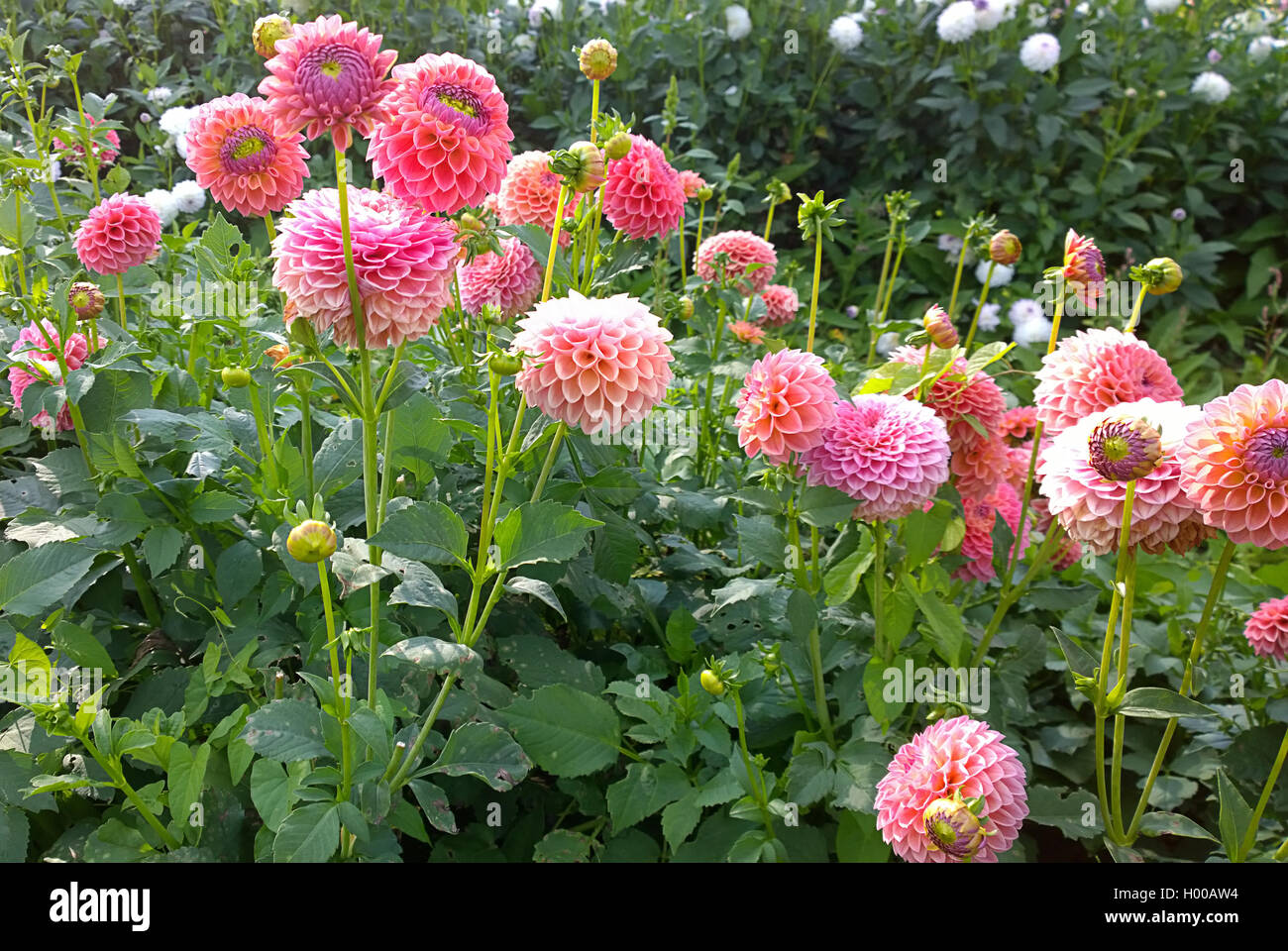 Champ cultivé avec des dahlias rose en été Banque D'Images