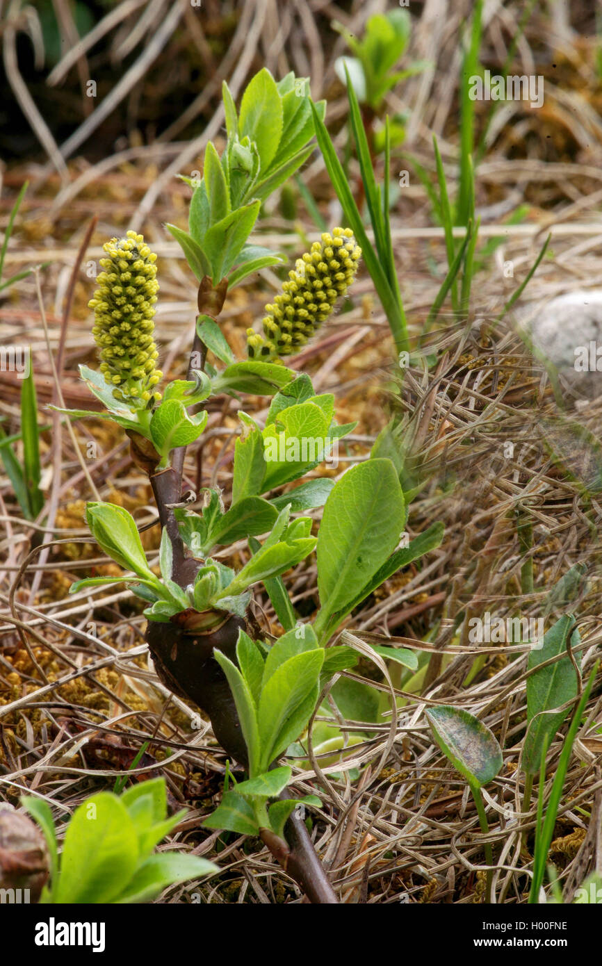 Le saule, l'osier (Salix spec.), de la direction générale avec les chatons mâles, l'Italie, le Tyrol du Sud, Dolomiten Banque D'Images