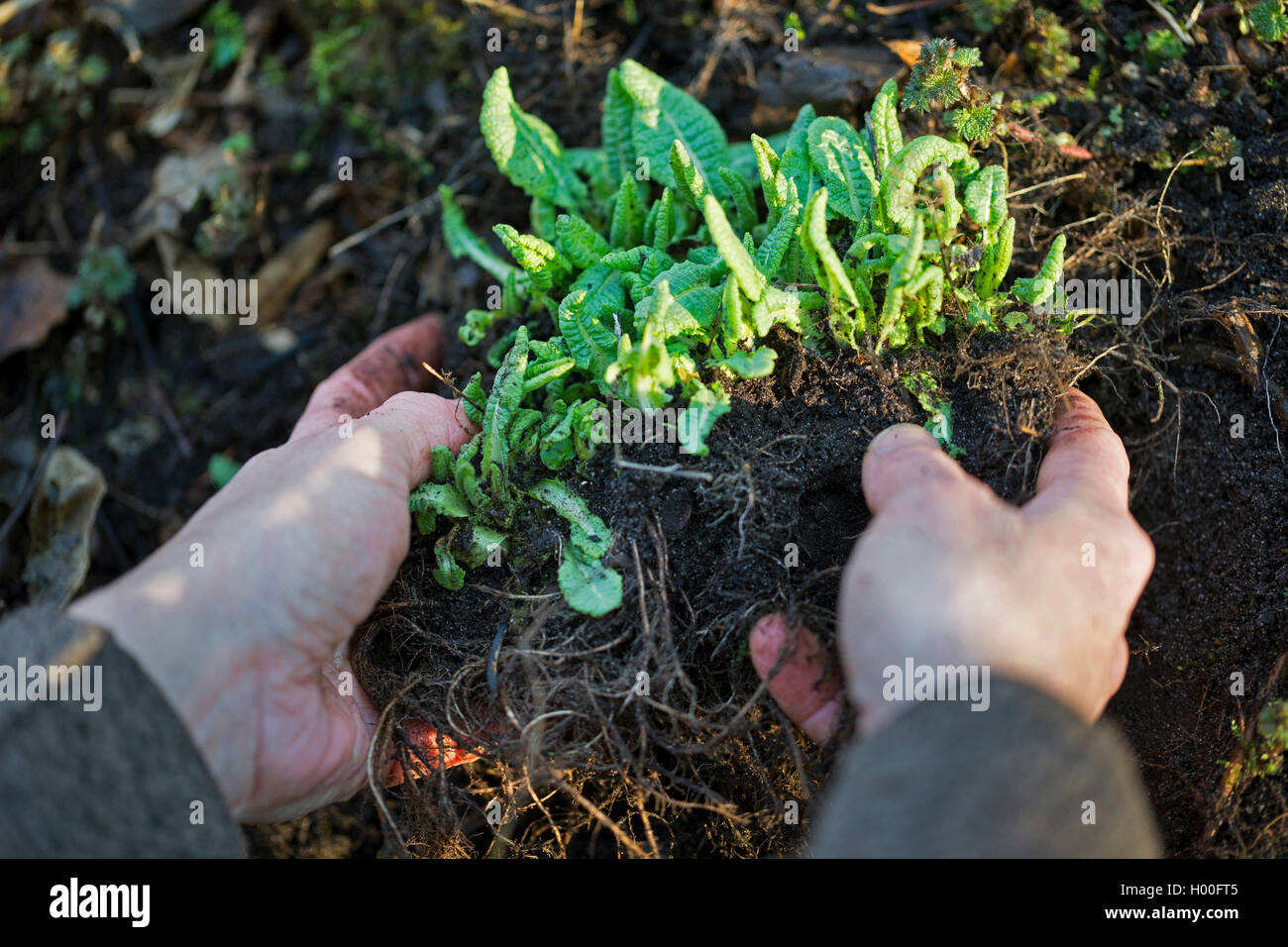 Vrai oxlip (Primula elatior), les racines sont à l'excavation, Allemagne Banque D'Images