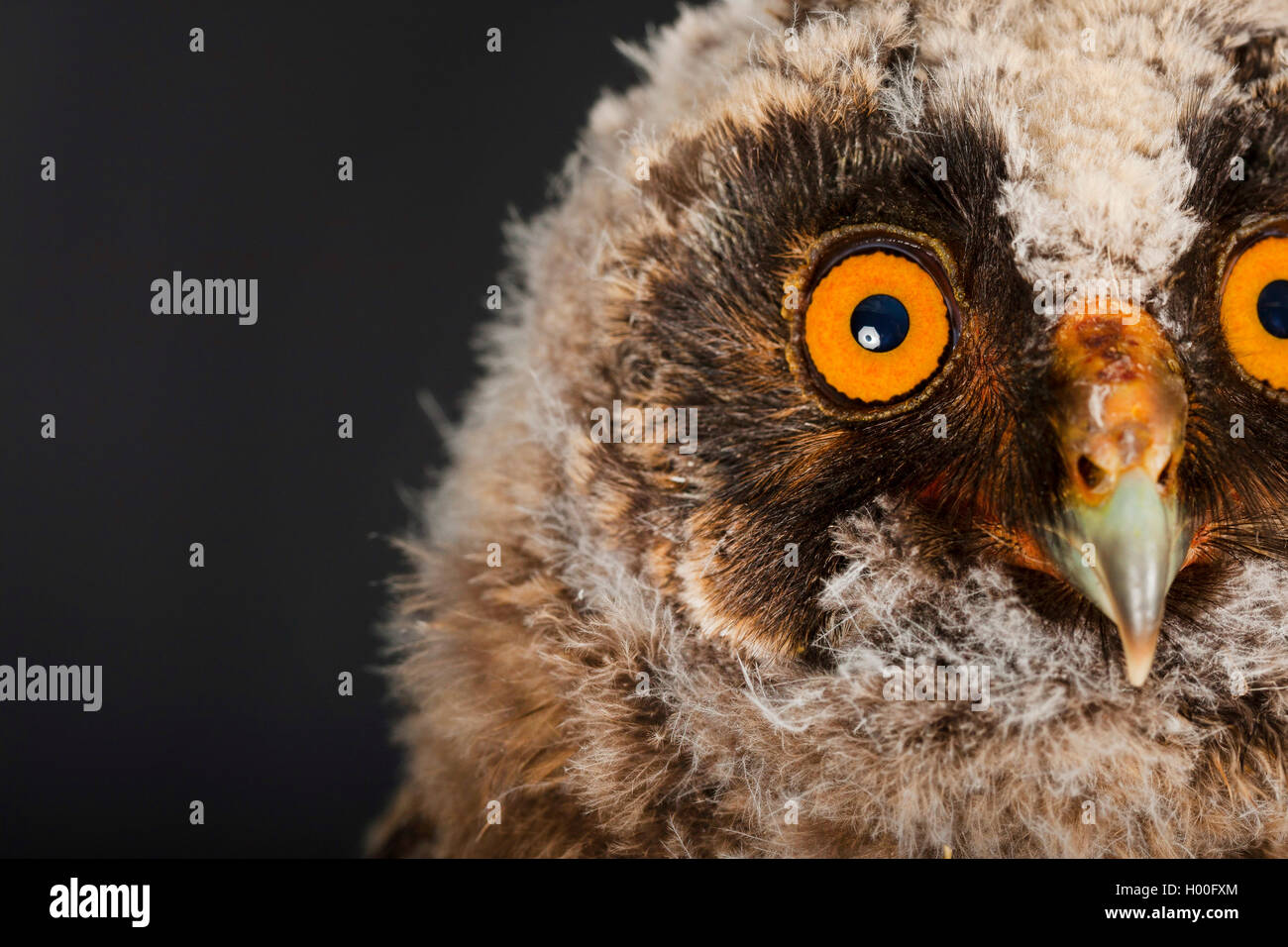 Long-eared Owl (Asio otus), jeune, Allemagne Banque D'Images