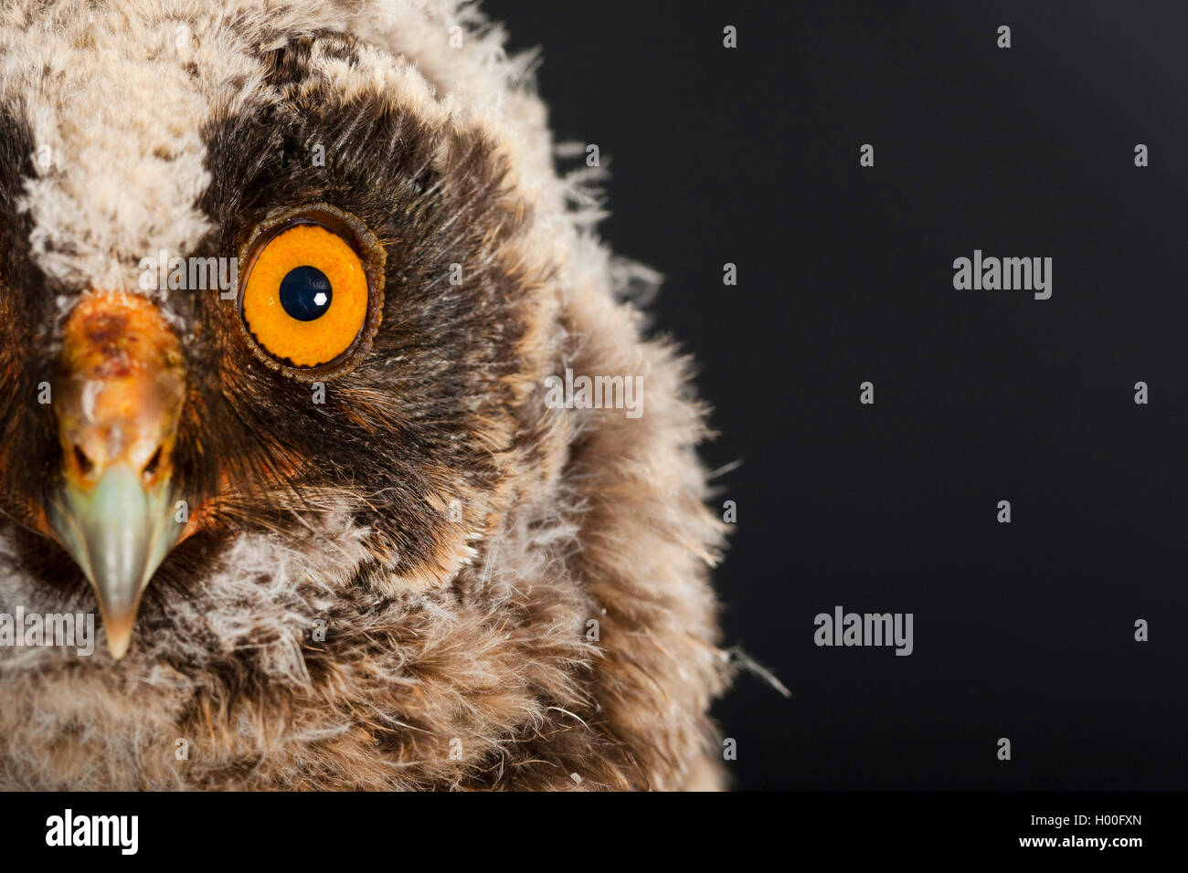 Long-eared Owl (Asio otus), jeune, Allemagne Banque D'Images