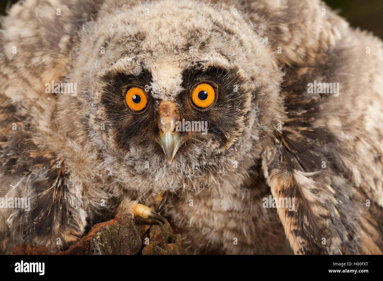 Long-eared Owl (Asio otus), jeune, Allemagne Banque D'Images