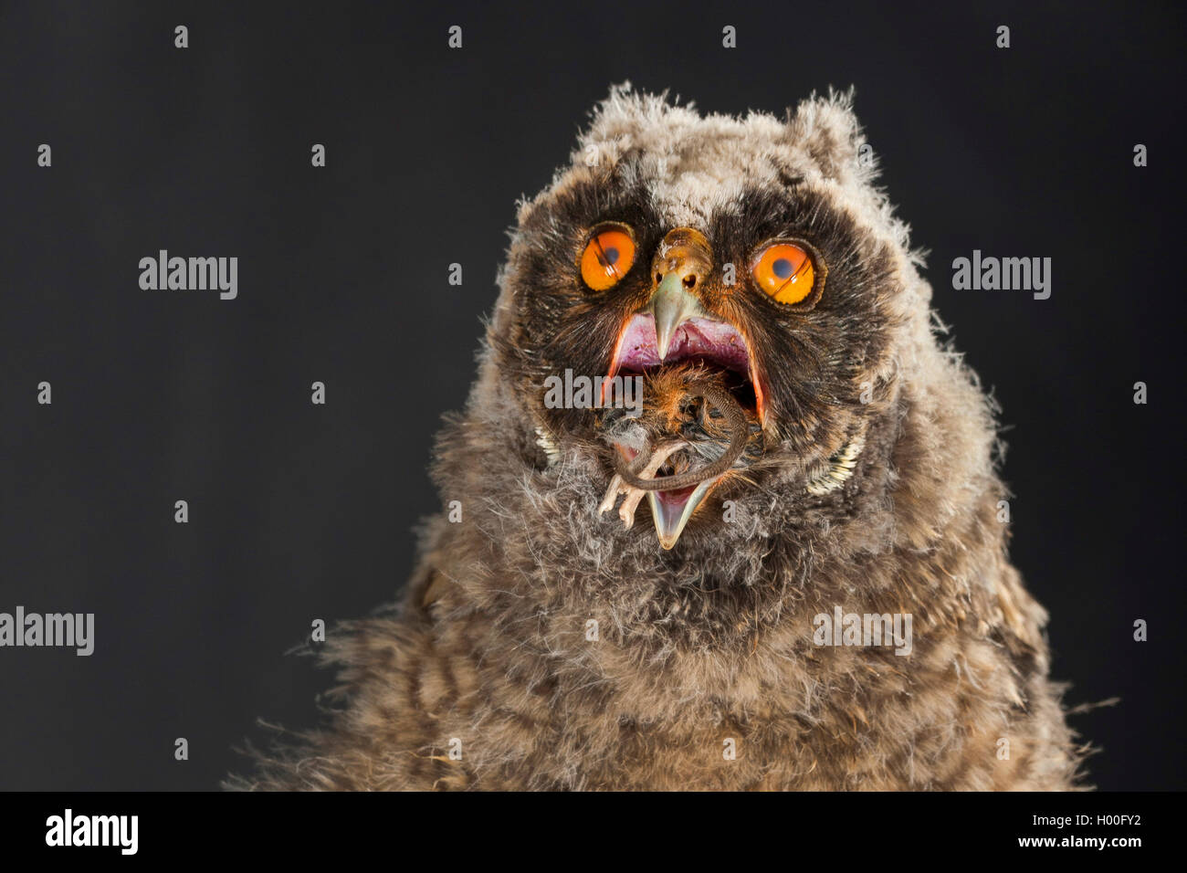 Long-eared Owl (Asio otus), jeune rss une souris, Allemagne Banque D'Images